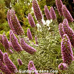 Echium candicans, Pride of Madeira, Echium fastuosum