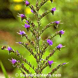 Echium vulgare, Viper's Bugloss