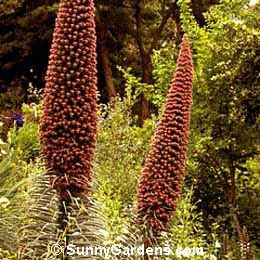 Echium wildpretii, Tower of Jewels, Echium bourgaeanum