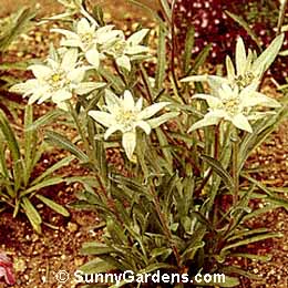 Leontopodium alpinum, Edelweiss