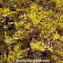Solanum jasminoides, Potato Vine