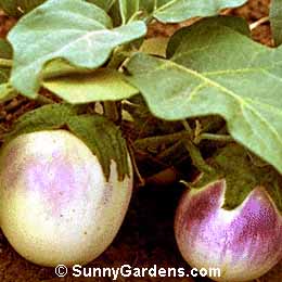 Solanum melongema, Eggplant