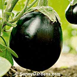 Solanum melongema esculentum, Annual Eggplant