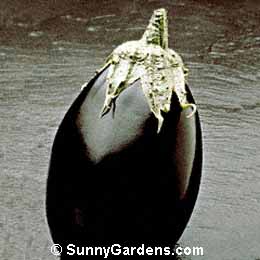 Solanum melongema esculentum, Eggplant