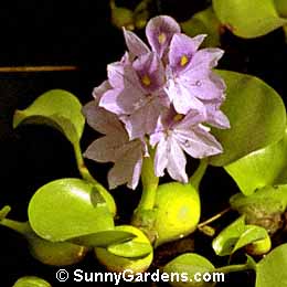 Eichhornia crassipes, Water Hyacinth, Water Orchid