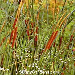 Eleocharis acicularis, Needle Spike-rush, Slender Spike Rush, Hair Grass