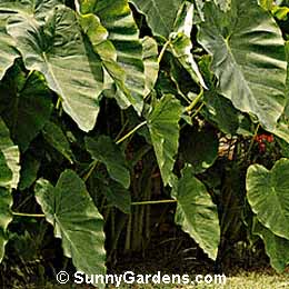Colocasia esculenta, Elephant's Ear, Taro