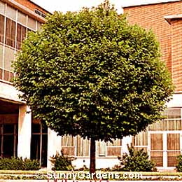 Ulmus crassifolia, Cedar Elm