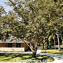 Ulmus parvifolia, Chinese Elm, Lacebark Elm