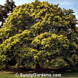 Ulmus procera, Elm, Ulmus vimilanis 'Aurea'