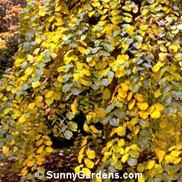 Ulmus vegeta, Camperdown Elm, Ulmus 'Camperdownii', Ulmus glabra 'Camperdownii'