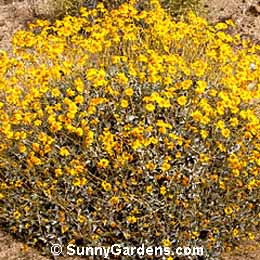 Encelia farinosa, Brittle Bush, Incienso