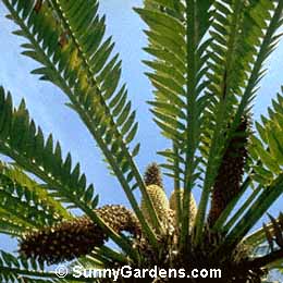 Encephalartos altensteinii, Prickly Cycad