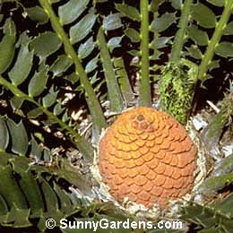 Encephalartos ferox