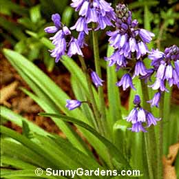 Endymion hispanicus, Spanish Bluebell, Hyacinthoides hispanicus, Scilla campanulata