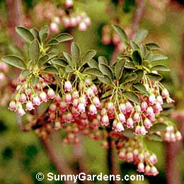 Enkianthus campanulatus, Redvein Enkianthus