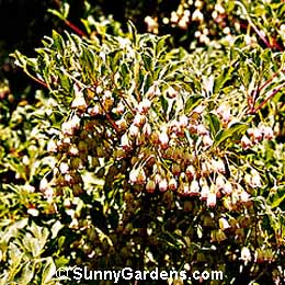 Enkianthus campanulatus, Redvein Enkianthus