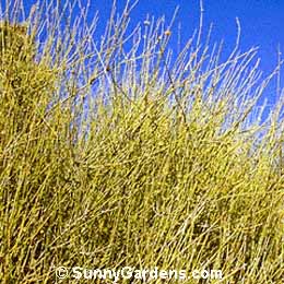 Ephedra californica, Desert Tea