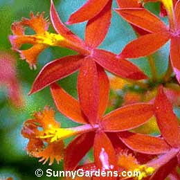 Epidendrum ibaguense, Epidendrum, Epidendrum radicans