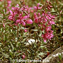 Epilobium latifolium, River Beauty, Willow Herb, Red Willow Weed