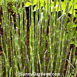 Equisetum hyemale, Dutch Rush, Scouring Rush, Rough Horsetail