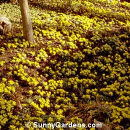 Eranthis hyemalis, Winter Aconite