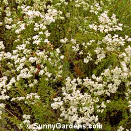 Eriogonum fasciculatum, California Buckwheat