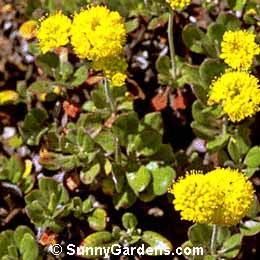 Eriogonum umbellatum, Sulfur Flower, Wild Buckwheat