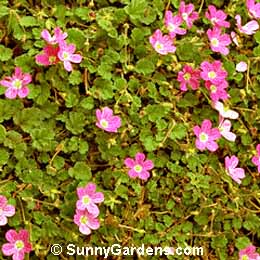 Erodium chamaedryoides, Alpine Geranium, Storksbill, Cranesbill