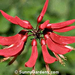 Erythrina x bidwellii
