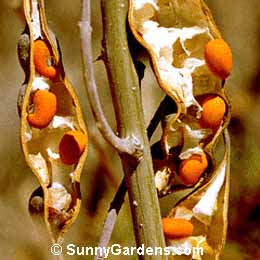Erythrina flabelliformis