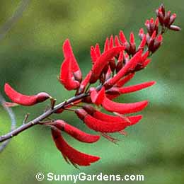Erythrina herbacea, Cardinal Spear, Cherokee Bean, Coral Bean