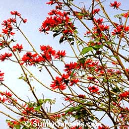 Erythrina x sykesii, Coral Tree