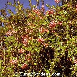 Escallonia x langleyensis