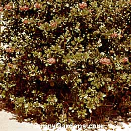 Escallonia rubra, Red Escallonia