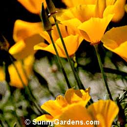 Eschscholzia californica, California Poppy