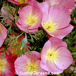 Eschscholzia californica, California Poppy