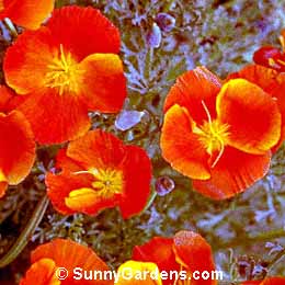 Eschscholzia californica