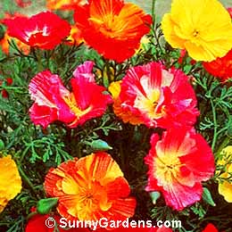 Eschscholzia californica, California Poppy