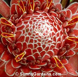 Etlingera eliator, Torch Ginger, Phaeomeria magnifica, Phillipine Waxflower