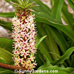 Eucomis comosa, Pineapple Lily, Eucomis punctata
