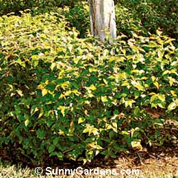 Eugenia uniflora, Surinam Cherry, Pitanga