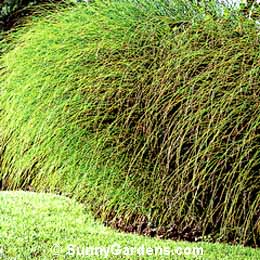 Miscanthus sinensis, Maiden Grass, Japanese Silver Grass