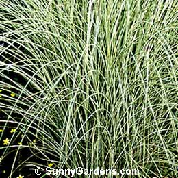 Miscanthus sinensis, Maiden Grass, Japanese Silver Grass