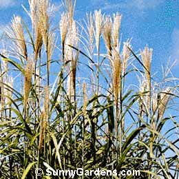 Miscanthus sinensis, Silver Feather Maiden Grass, Silver Feather Grass, Japanese Silver Grass