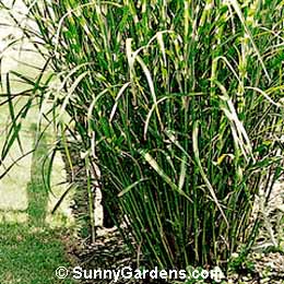 Miscanthus sinensis, Porcupine Grass, Japanese Silver Grass