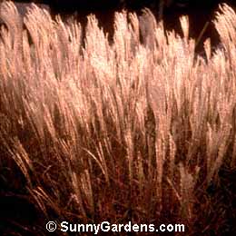 Miscanthus sinensis purpurascens, Flame Grass, Purple Silver Grass, Japanese Silver Grass