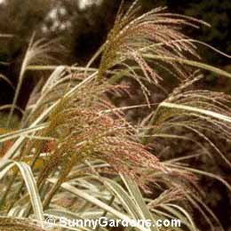 Miscanthus sinensis variegatus, Japanese Silver Grass, Variegated Miscanthus Grass, Japanese Silver Grass