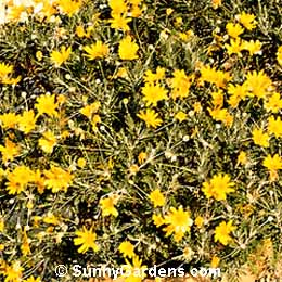 Euryops pectinatus