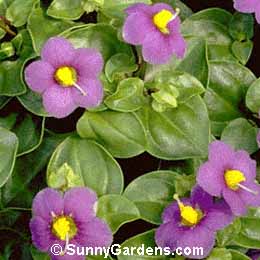 Exacum affine, German Violet, Persian Violet